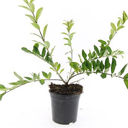Ligustrum obtusifolium regelianum Pot 1,5 liter