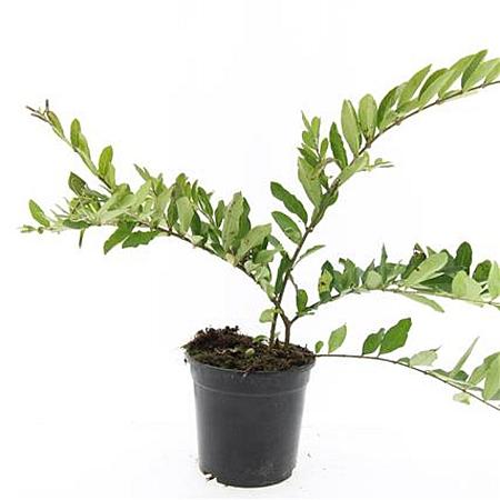 Ligustrum obtusifolium regelianum Pot 1,5 liter