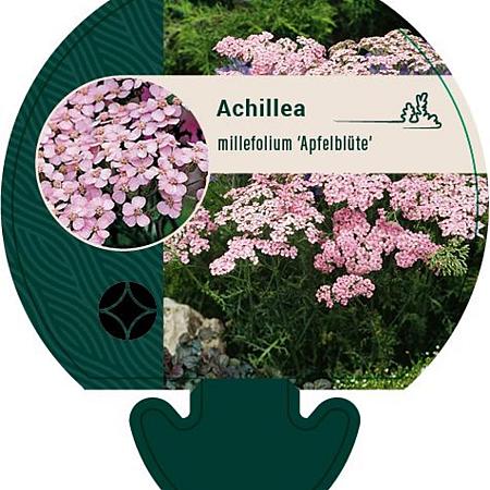 Achillea m. 'Apfelblüte' Pot 9 cm
