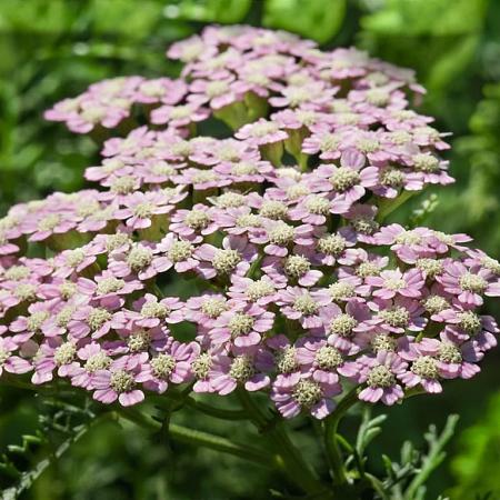 Achillea m. 'Apfelblüte' Pot 9 cm