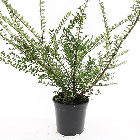 Lonicera nit. 'Elegant' Pot 1,5 liter