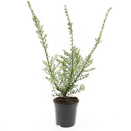 Lonicera nit. 'Elegant' Pot 1,5 liter