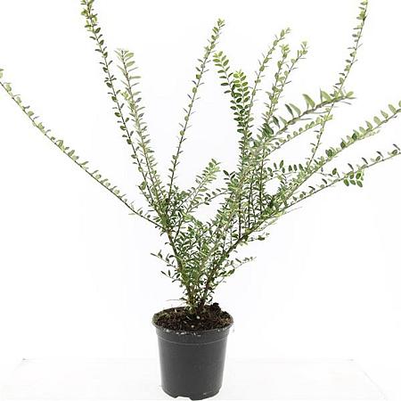 Lonicera nit. 'Elegant' Pot 1,5 liter