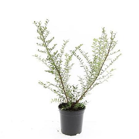 Lonicera nit. 'Elegant' Pot 1,5 liter