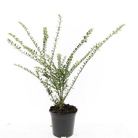 Lonicera nit. 'Hohenheim. Findling' Pot 1,5 liter