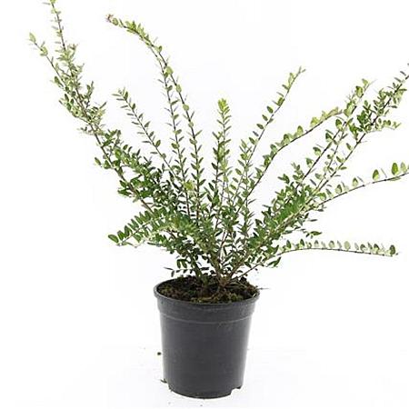 Lonicera nit. 'Hohenheim. Findling' Pot 1,5 liter