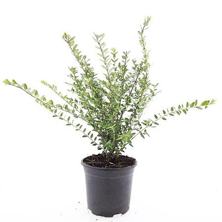 Lonicera nit. 'Hohenheim. Findling' Pot 1,5 liter