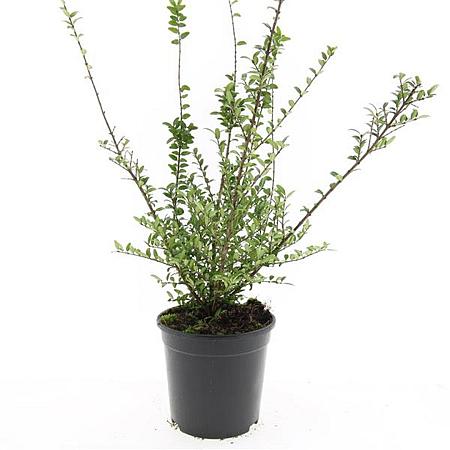 Lonicera nit. 'Hohenheim. Findling' Pot 1,5 liter