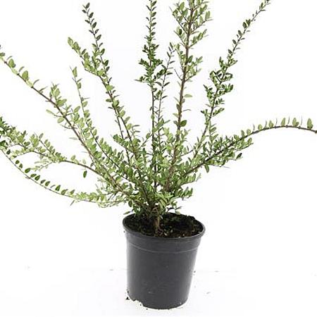 Lonicera nit. 'Hohenheim. Findling' Pot 1,5 liter