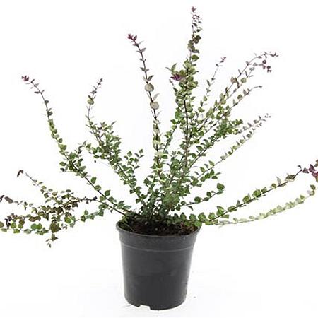 Lonicera nit. 'Red Tips' Pot 1,5 liter