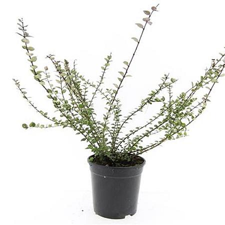 Lonicera nit. 'Red Tips' Pot 1,5 liter