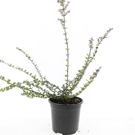 Lonicera nit. 'Red Tips' Pot 1,5 liter