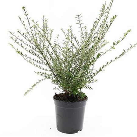 Lonicera nit. 'Silver Beauty' Pot 1,5 liter