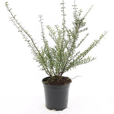 Lonicera nit. 'Silver Beauty' Pot 1,5 liter