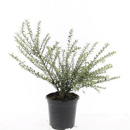 Lonicera nit. 'Silver Beauty' Pot 1,5 liter