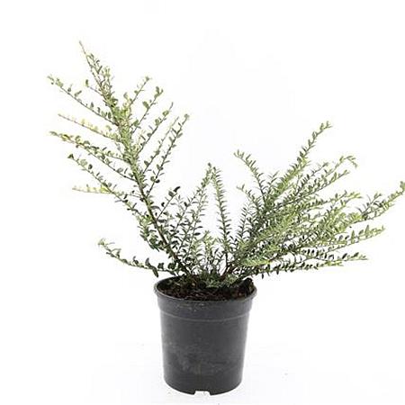 Lonicera nit. 'Silver Beauty' Pot 1,5 liter