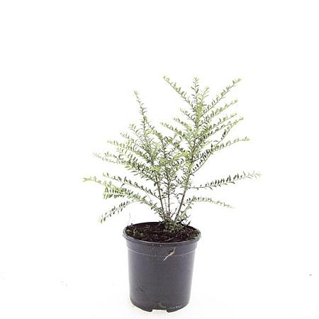 Lonicera nit. 'Silver Beauty' Pot 1,5 liter