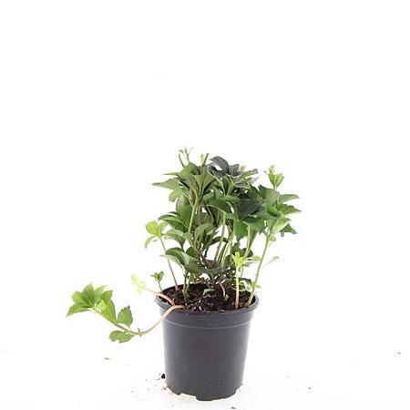 Pachysandra terminalis Pot 1,5 liter