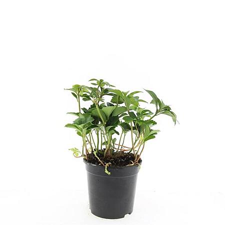 Pachysandra terminalis Pot 1,5 liter