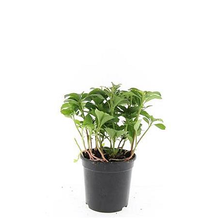 Pachysandra terminalis Pot 1,5 liter