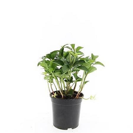 Pachysandra terminalis Pot 1,5 liter