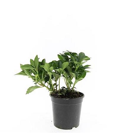 Pachysandra term. 'Green Carpet' Pot 1,5 liter