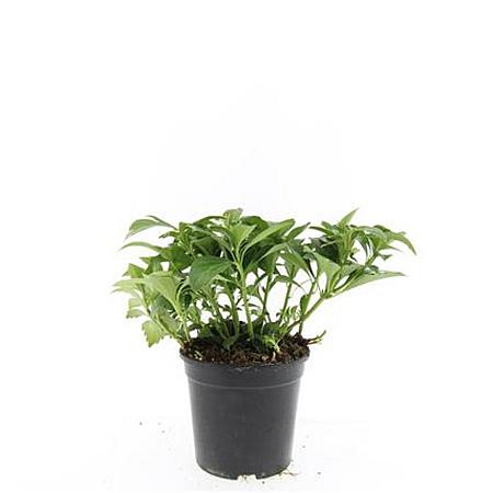 Pachysandra term. 'Green Carpet' Pot 1,5 liter