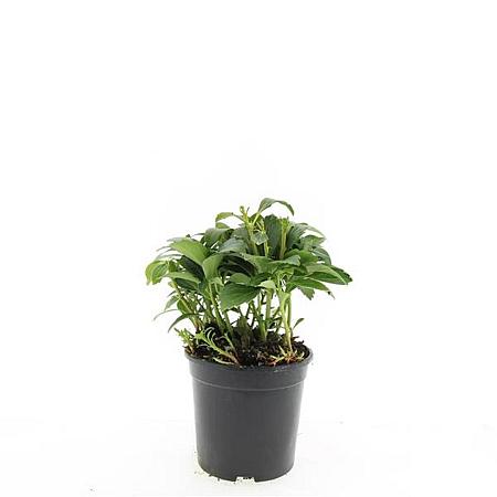Pachysandra term. 'Green Carpet' Pot 1,5 liter