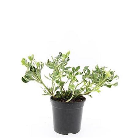 Pachysandra term. 'Variegata' Pot 1,5 liter