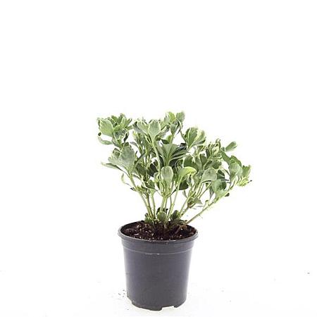 Pachysandra term. 'Variegata' Pot 1,5 liter