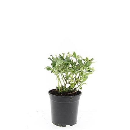 Pachysandra term. 'Variegata' Pot 1,5 liter