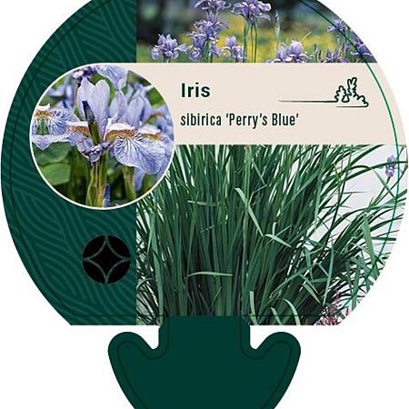 Iris sib. 'Perry's Blue' Pot 9 cm