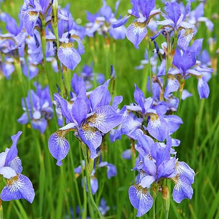 Iris sib. 'Perry's Blue' Pot 9 cm