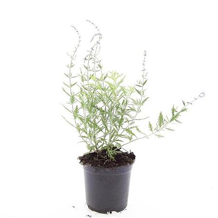 Perovskia 'Blue Spire' Pot 1,5 liter