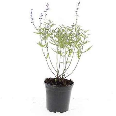 Perovskia 'Blue Spire' Pot 1,5 liter