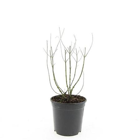 Perovskia 'Blue Spire' Pot 1,5 liter