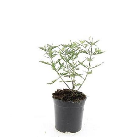 Perovskia 'Blue Spire' Pot 1,5 liter