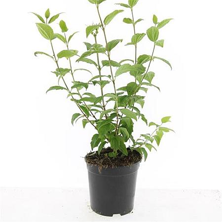Philadelphus 'Belle Etoile' Pot 1,5 liter
