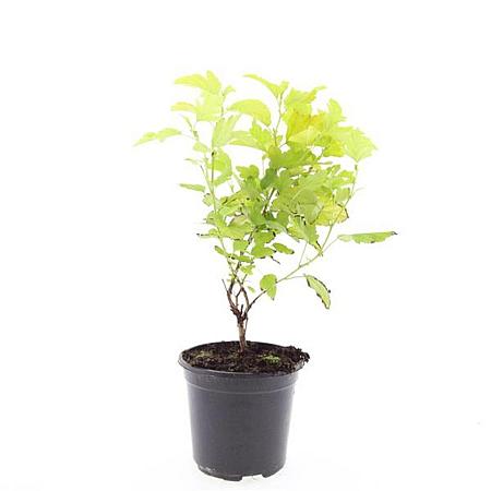 Physocarpus opulif. 'Dart's Gold' Pot 1,5 liter