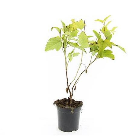 Physocarpus opulif. 'Dart's Gold' Pot 1,5 liter