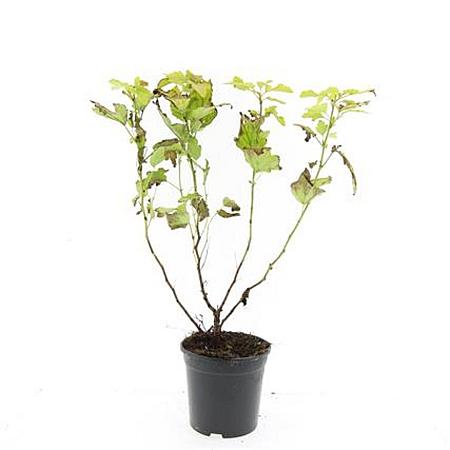 Physocarpus opulif. 'Dart's Gold' Pot 1,5 liter