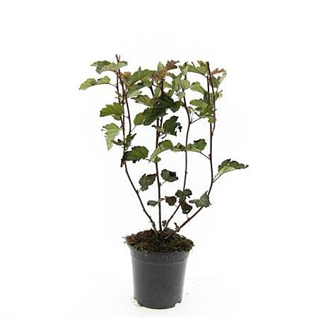 Physocarpus opulif. 'Red Baron' Pot 1,5 liter
