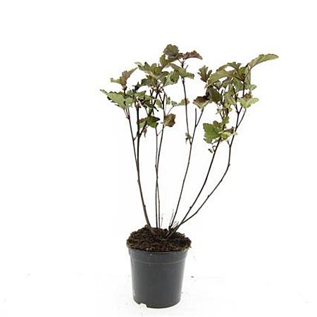 Physocarpus opulif. 'Red Baron' Pot 1,5 liter