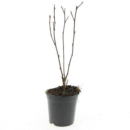Physocarpus opulif. 'Red Baron' Pot 1,5 liter