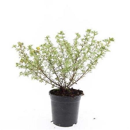 Potentilla f. 'Blink' Pot 1,5 liter