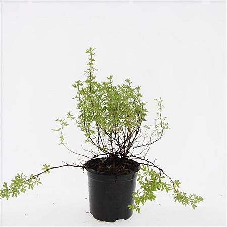 Potentilla f. 'Blink' Pot 1,5 liter