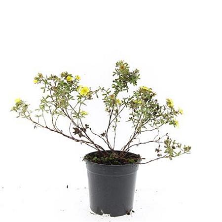 Potentilla f. 'Elizabeth' Pot 1,5 liter