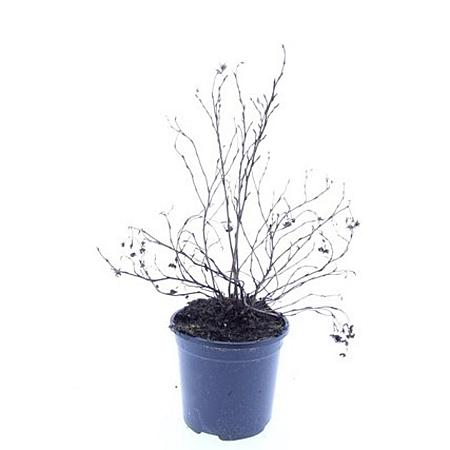 Potentilla f. 'Goldfinger' Pot 1,5 liter