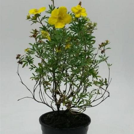 Potentilla f. 'Goldfinger' Pot 1,5 liter