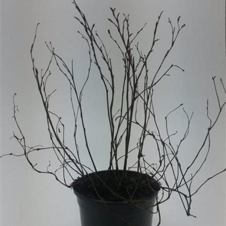 Potentilla f. 'Goldfinger' Pot 1,5 liter